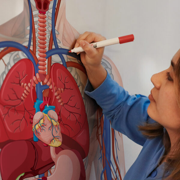 Anat Organ In Situ Square Anat Organ In Situ Square