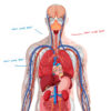 Organs blood flow detail Organs blood flow detail