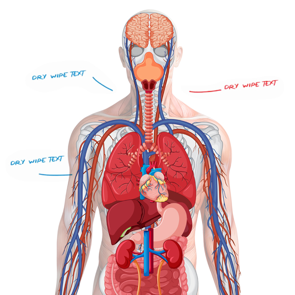 Organs blood flow detail Organs blood flow detail