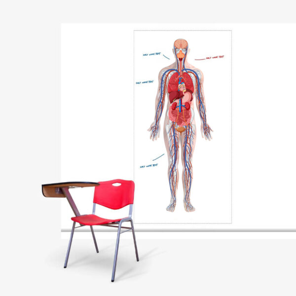 Organs blood flow size guide Organs blood flow size guide