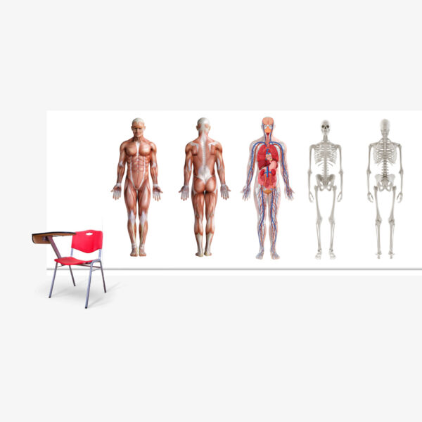 Organs blood flow size guide full Organs blood flow size guide full